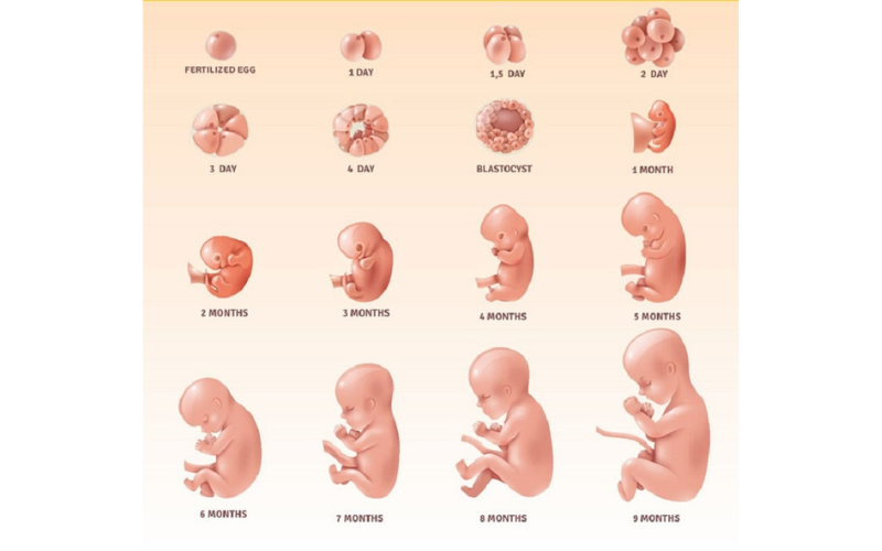 Cân nặng thai nhi tăng thêm trung bình 100 - 150gram mỗi tuần