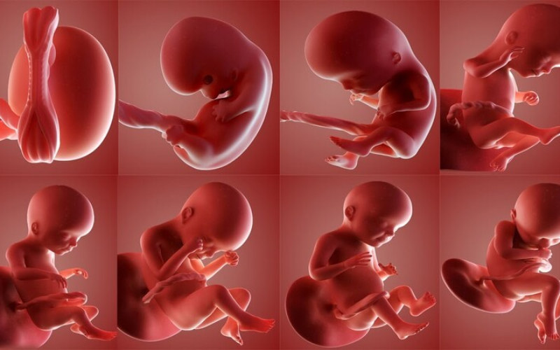 Cân nặng thai nhi bé trai tiêu chuẩn 