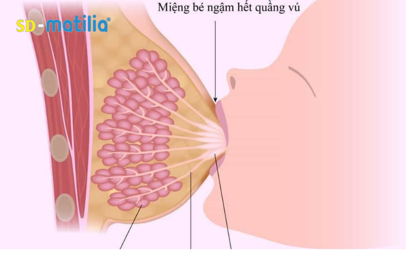 Cho bé bú đều độ và đúng tư thế sẽ giúp kích thích tuyến sữa làm việc, giảm tắc tia sữa
