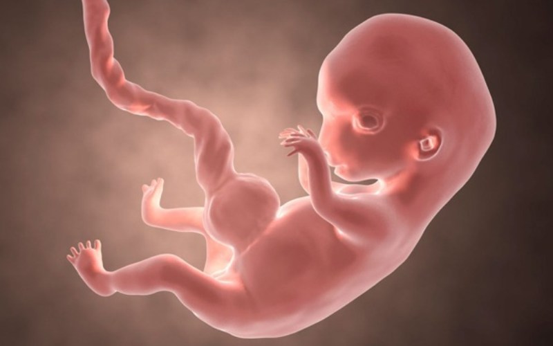 Tam cá nguyệt đầu tiên (từ tuần 1 đến tuần 12)