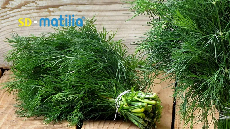 Ăn gì để nhiều sữa: Cây thì là