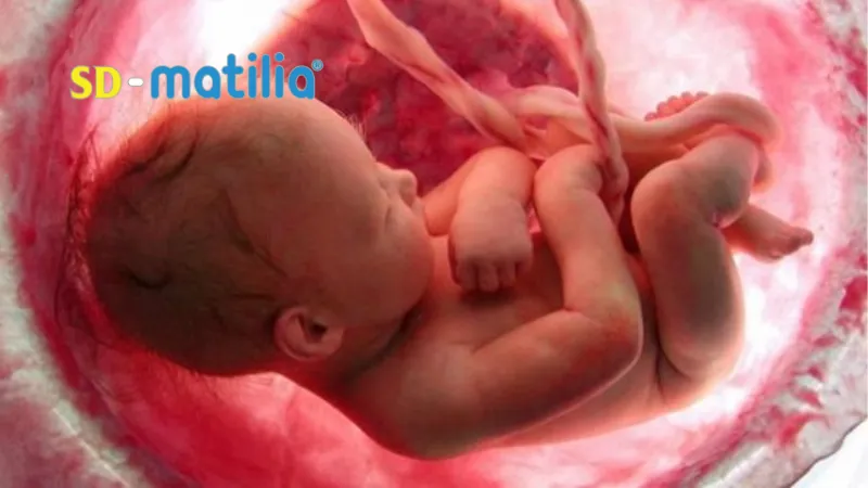 Sữa Matilia có mấy loại: Sữa bầu giúp hệ xương của bé phát triển toàn diện trong quá trình thai kỳ