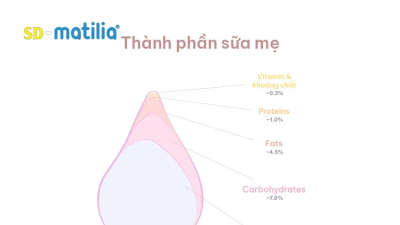 Mang thai lần đầu: Các thành phần quan trọng có trong sữa mẹ bao gồm: Protein, Lipid,...