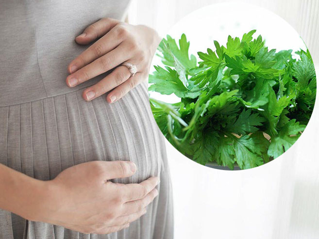 Mang thai ăn ngải cứu được không? Những điều mẹ bầu cần biết trước khi ăn