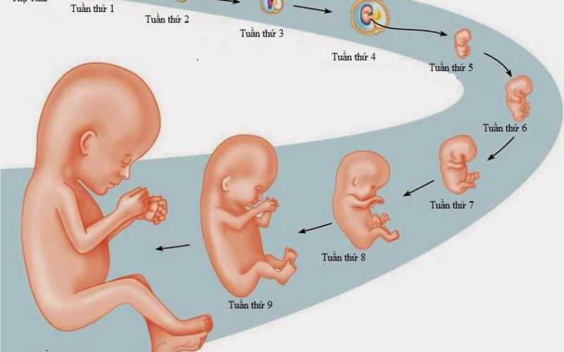 Dấu hiệu thai phát triển tốt 3 tháng đầu
