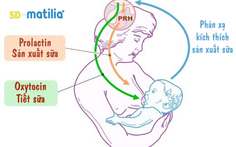 Prolactin và Oxytocin là hai thành phần chịu trách nhiệm sản xuất và tiết ra sữa mẹ khi con bú